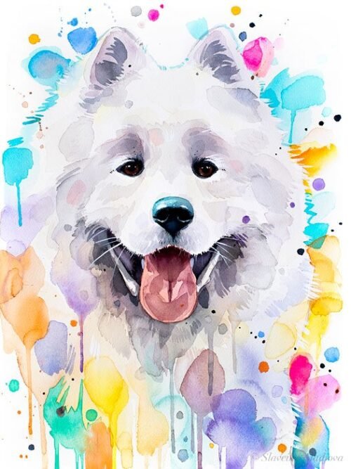 Samoyed