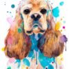 American Cocker Spaniel American Cocker Spaniel