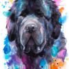 Newfoundland