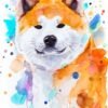 Akita Inu
