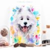 Samoyed