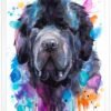 Newfoundland