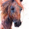 Horse watercolor portrait painting